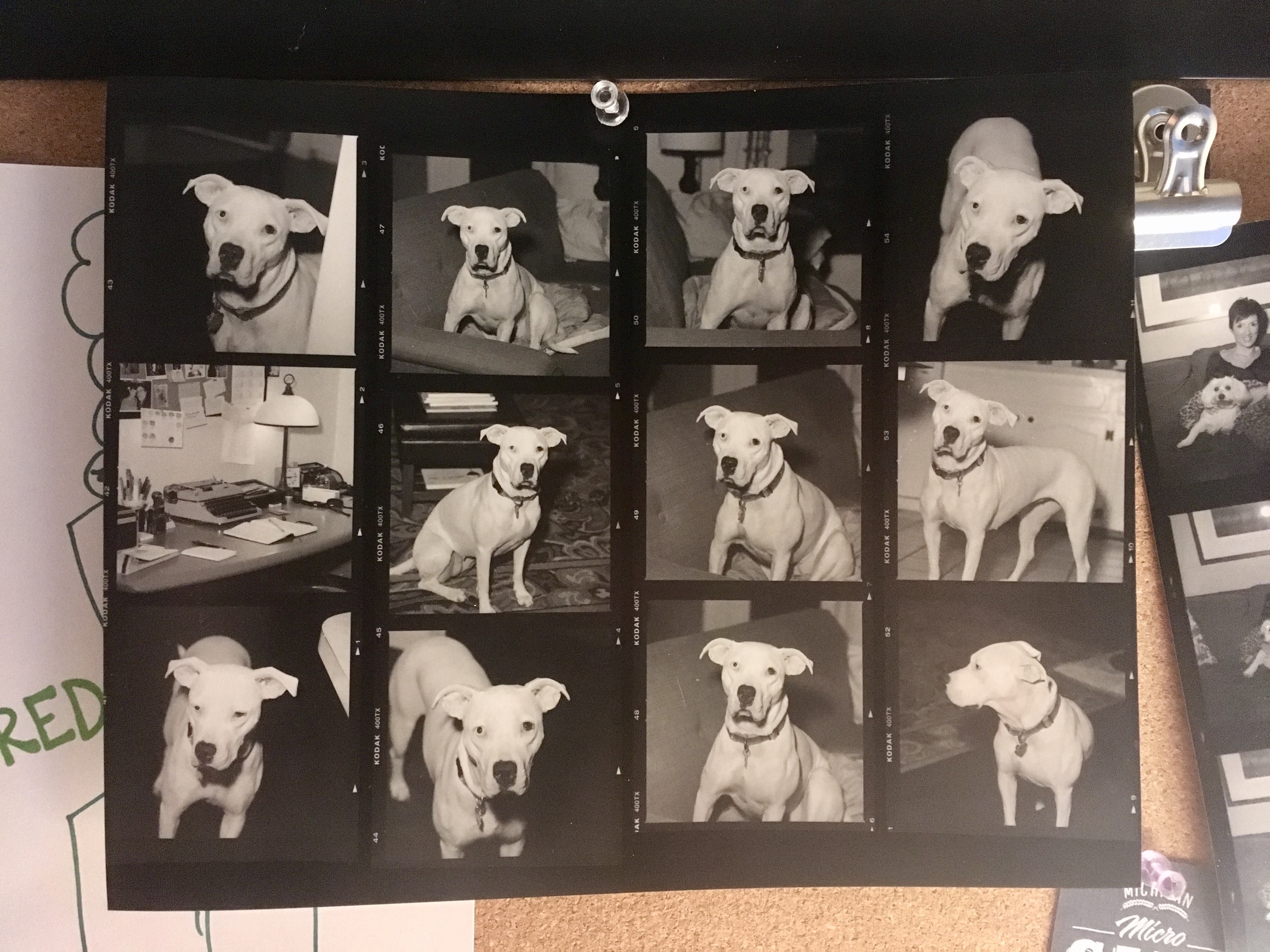 /img/2017/josie-contact-sheet.jpg /img/2017/josie-contact-sheet.jpg